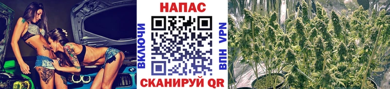 купить наркотики цена  Жуков  Конопля семена 